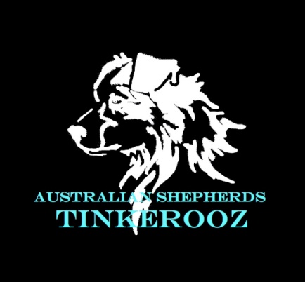 Tinkerooz&#39;s Australian Shepherds | Aussies met passie